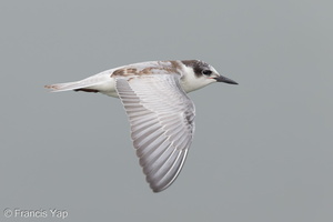 Whiskered Tern-121006-102EOS1D-FY1X2383-W.jpg