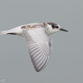 Whiskered_Tern-121006-102EOS1D-FY1X2383-W.jpg