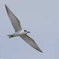 Whiskered_Tern-121020-102EOS1D-FY1X8698-W.jpg