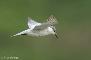 Whiskered Tern-141007-118EOS1D-FY1X9841-W.jpg