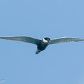 Whiskered_Tern-260502-186FRYAP-FYA08159-W.jpg