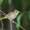 White-bellied_Erpornis-260421-185FRYAP-FYA00682-W.jpg