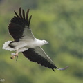 White-bellied Sea Eagle-170730-112EOS1D-F1X27274-W.jpg