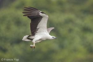 White-bellied Sea Eagle-170730-112EOS1D-F1X27276-W.jpg