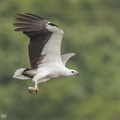 White-bellied_Sea_Eagle-170730-112EOS1D-F1X27276-W.jpg