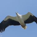 White-bellied_Sea_Eagle-250512-106FRYAP-FYA09493-W.jpg