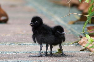 White-breasted Waterhen-101112-103EOS7D-IMG_9582-W.jpg (3540 visits) White-breasted Waterhen at Singapore Botanic Gardens White-breasted Waterhen-101112-103EOS7D-IMG_9582-W.jpg