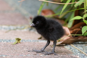 White-breasted Waterhen-101112-103EOS7D-IMG_9607-W.jpg (3618 visits) White-breasted Waterhen at Singapore Botanic Gardens White-breasted Waterhen-101112-103EOS7D-IMG_9607-W.jpg