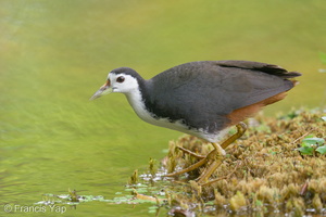 White-breasted Waterhen-200202-111MSDCF-FYP06094-W.jpg (3648 visits) White-breasted Waterhen at Gardens by the Bay White-breasted Waterhen-200202-111MSDCF-FYP06094-W.jpg