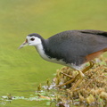 White-breasted_Waterhen-200202-111MSDCF-FYP06094-W.jpg