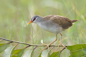 White-browed Crake-110605-103EOS1D-FYAP3636-W.jpg (3694 visits) White-browed Crake at Lorong Halus White-browed Crake-110605-103EOS1D-FYAP3636-W.jpg