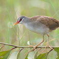 White-browed_Crake-110605-103EOS1D-FYAP3636-W.jpg