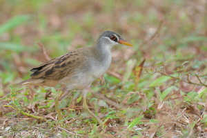 White-browed Crake-201224-127MSDCF-FYP09451-W.jpg (3673 visits) White-browed Crake at Neo Tiew Harvest Lane White-browed Crake-201224-127MSDCF-FYP09451-W.jpg