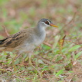 White-browed_Crake-201224-127MSDCF-FYP09451-W.jpg