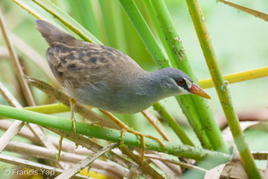 White-browed Crake-251207-141FRYAP-FYA09181-W