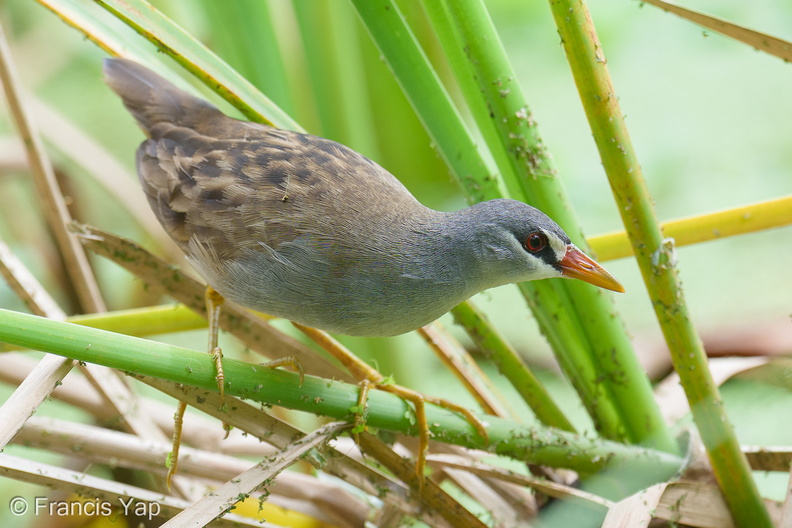 White-browed_Crake-251207-141FRYAP-FYA09181-W.jpg