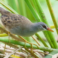 White-browed Crake-251207-141FRYAP-FYA09181-W.jpg
