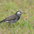 White-cheeked_Starling-200116-110MSDCF-FYP02280-W.jpg