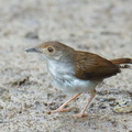 White-chested_Babbler-260503-187FRYAP-FYA00663-W.jpg