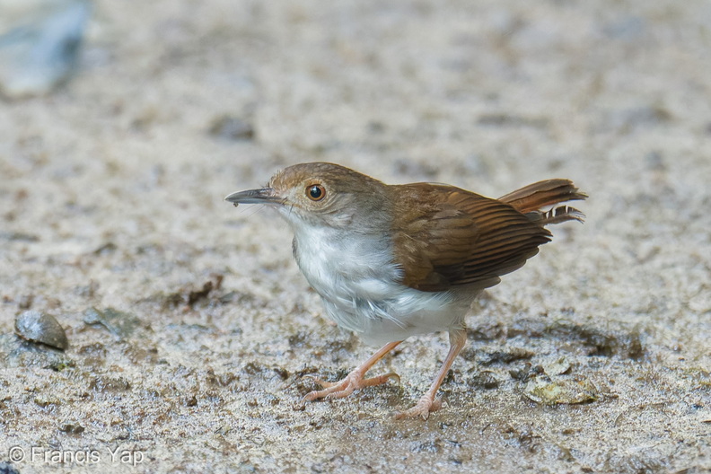 White-chested_Babbler-260503-187FRYAP-FYA00735-W.jpg