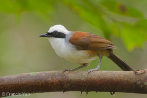 White-crested Laughingthrush-180721-110ND500-FYP_3070-W.jpg