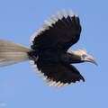 White-crowned Hornbill-230510-205MSDCF-FYP02560-W.jpg