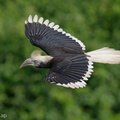 White-crowned Hornbill-230510-205MSDCF-FYP02941-W.jpg
