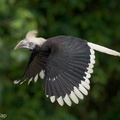 White-crowned_Hornbill-230510-205MSDCF-FYP02967-W.jpg