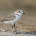 White-faced_Plover-160926-104EOS7D-FY7D5406-W.jpg