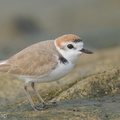 White-faced Plover-220209-140MSDCF-FRY02562-W.jpg