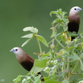 White-headed_Munia-110116-105EOS7D-IMG_7389-W.jpg