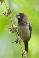 White-rumped Munia-180125-107ND500-FYP_6237-W.jpg