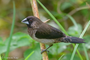 White-rumped Munia-201108-123MSDCF-FYP00996-W.jpg