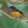 White-rumped Shama-120129-107EOS1D-FYAP8409-W.jpg