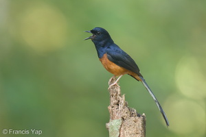 White-rumped Shama-210626-115MSDCF-FRY00817-W.jpg (3693 visits) White-rumped Shama at Pulau Ubin White-rumped Shama-210626-115MSDCF-FRY00817-W.jpg