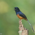 White-rumped_Shama-210626-115MSDCF-FRY00817-W.jpg