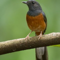 White-rumped_Shama-220507-147MSDCF-FRY09410-W.jpg
