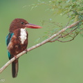 White-throated_Kingfisher-110406-101EOS1D-FYAP7265-W.jpg