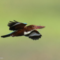 White-throated Kingfisher-220115-136MSDCF-FRY01802-W.jpg