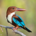 White-throated_Kingfisher-260525-195FRYAP-FYA04436-W.jpg