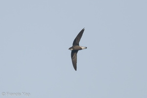 White-throated Needletail-171025-105ND500-FYP_2646-W.jpg (3737 visits) White-throated Needletail at Jelutong Tower White-throated Needletail-171025-105ND500-FYP_2646-W.jpg