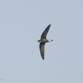 White-throated_Needletail-171025-105ND500-FYP_2646-W.jpg