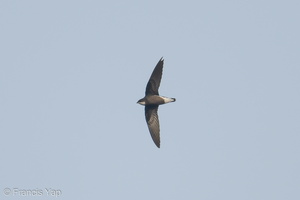 White-throated Needletail-171025-105ND500-FYP_2647-W.jpg (3800 visits) White-throated Needletail at Jelutong Tower White-throated Needletail-171025-105ND500-FYP_2647-W.jpg