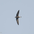 White-throated_Needletail-171025-105ND500-FYP_2647-W.jpg