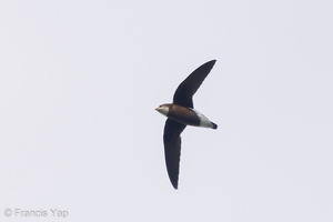 White-throated Needletail-211109-128MSDCF-FRY00265-W.jpg (3770 visits) White-throated Needletail at Bukit Timah summit White-throated Needletail-211109-128MSDCF-FRY00265-W.jpg