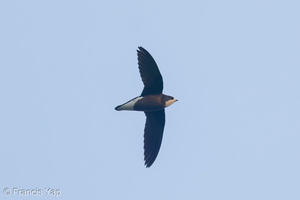 White-throated Needletail-250327-101FRYAP-FYA05768-W.jpg (1508 visits) White-throated Needletail at Bukit Timah summit White-throated Needletail-250327-101FRYAP-FYA05768-W.jpg