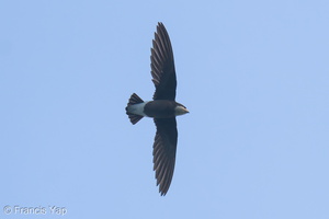 White-throated Needletail-250327-101FRYAP-FYA05994-W.jpg (1561 visits) White-throated Needletail at Bukit TImah summit White-throated Needletail-250327-101FRYAP-FYA05994-W.jpg