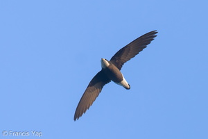 White-throated Needletail-250327-101FRYAP-FYA06184-W.jpg (1686 visits) White-throated Needletail at Bukit TImah summit White-throated Needletail-250327-101FRYAP-FYA06184-W.jpg