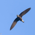 White-throated_Needletail-250327-101FRYAP-FYA06184-W.jpg