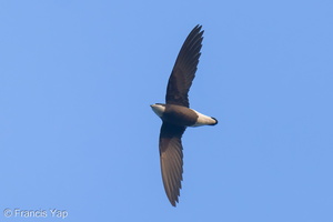 White-throated Needletail-250327-101FRYAP-FYA06204-W.jpg (1712 visits) White-throated Needletail at Bukit TImah summit White-throated Needletail-250327-101FRYAP-FYA06204-W.jpg